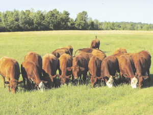 High demand for beef in time of stress