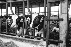 Economic cost of respiratory disease in dairy replacement heifers