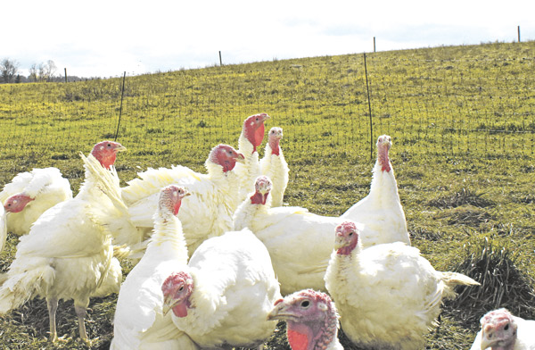 Will pandemic restrictions gobble up turkey sales?