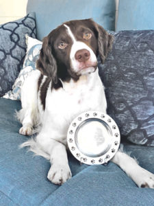 Massachusetts Brittany named People’s Choice Pup in Farm Dog of the Year Contest