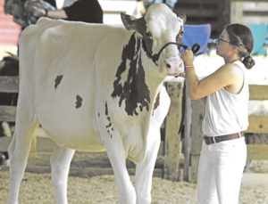 Agriculture day and show at the Franklin County Fair