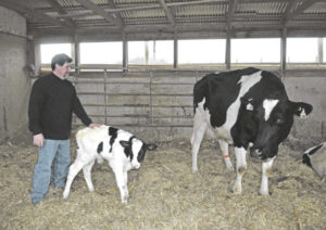 Feeding dairy calves with autofeeders