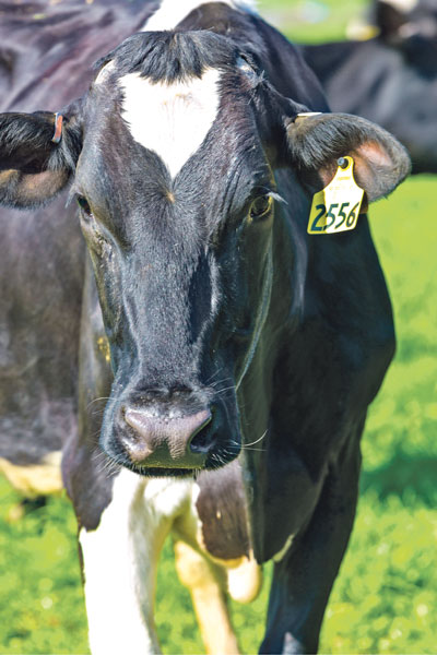 Heifer care vital to farm success