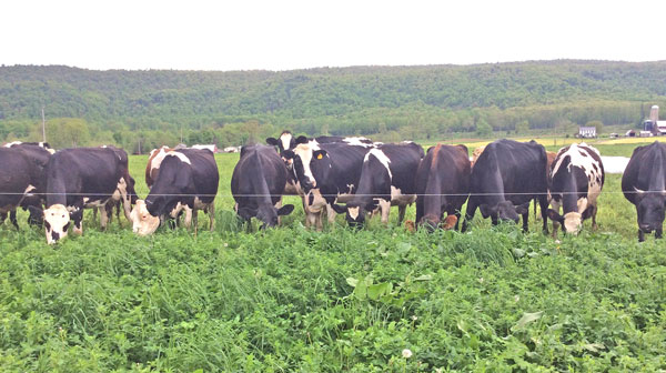 Different perspectives on grazing dairy cows