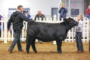 Inaugural Fall Cattle Show at the Erie County Fairgrounds