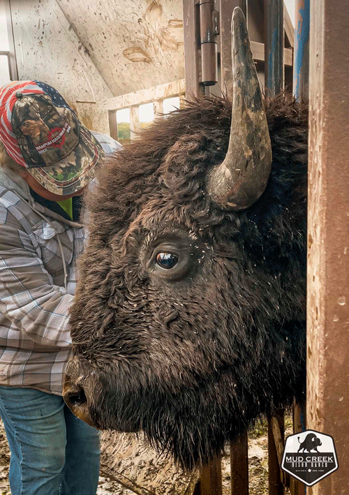A special bison destination in the ‘Frontier of the Southern Tier’