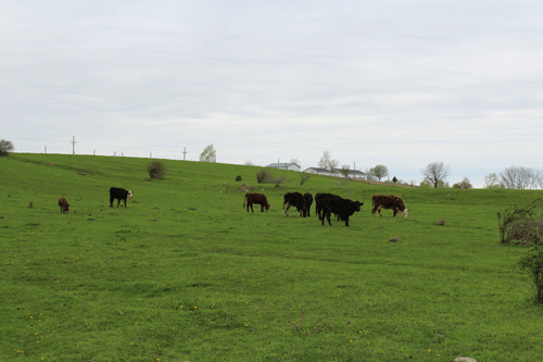 Lambing, kidding and calving on pasture