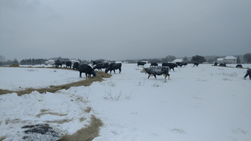 Year-round outdoor cattle considerations