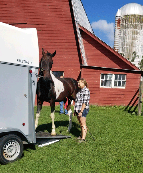 Horse Tales: Time for a Trailer?