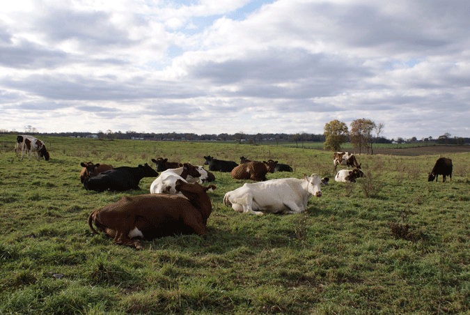 Organic dairy research: Breed, forage type & feed efficiency