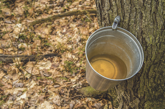Got maple? Why a maple syrup collective makes sense