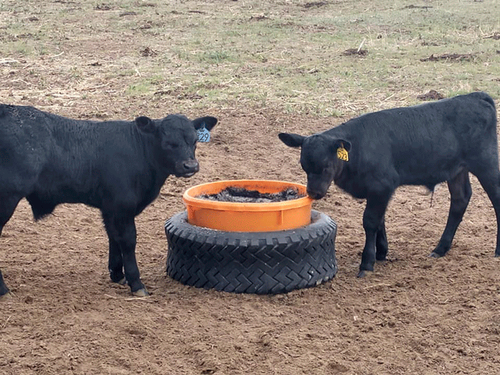 Testing biochar as cattle amendment to reduce methane emissions