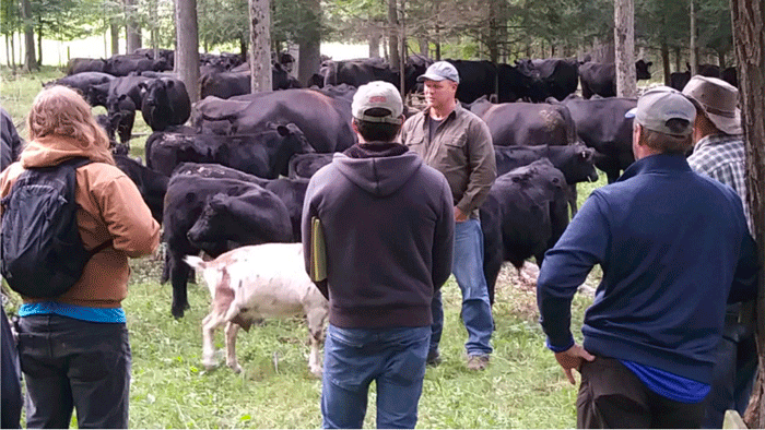 Shade strategies for pastured livestock