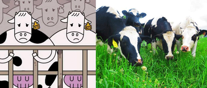 Bored cows vs. real cows