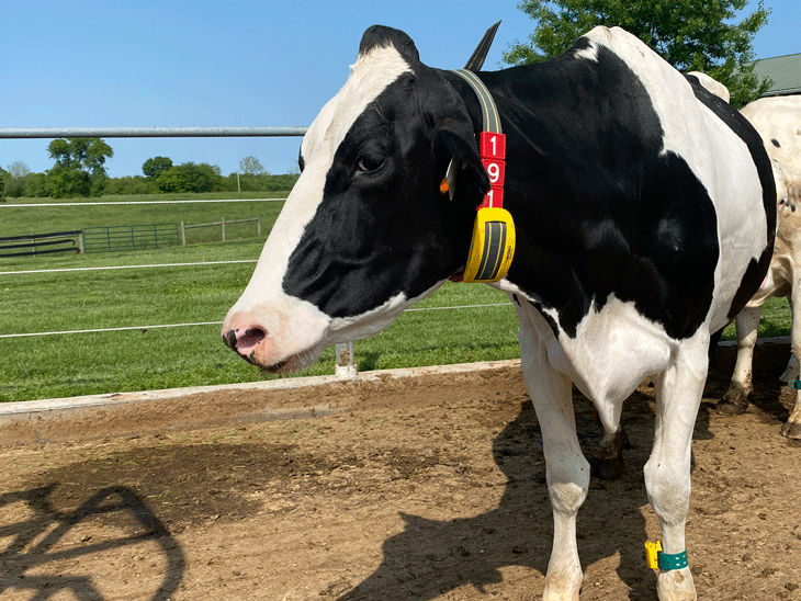 Innovations in dairy tech