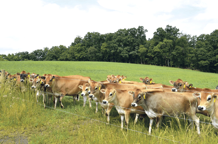 Maintaining health on organic dairies