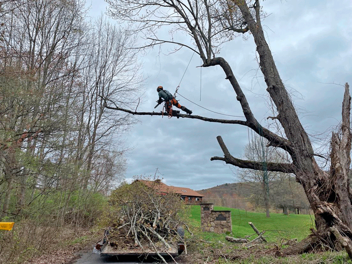 Chiming in on chainsaw safety