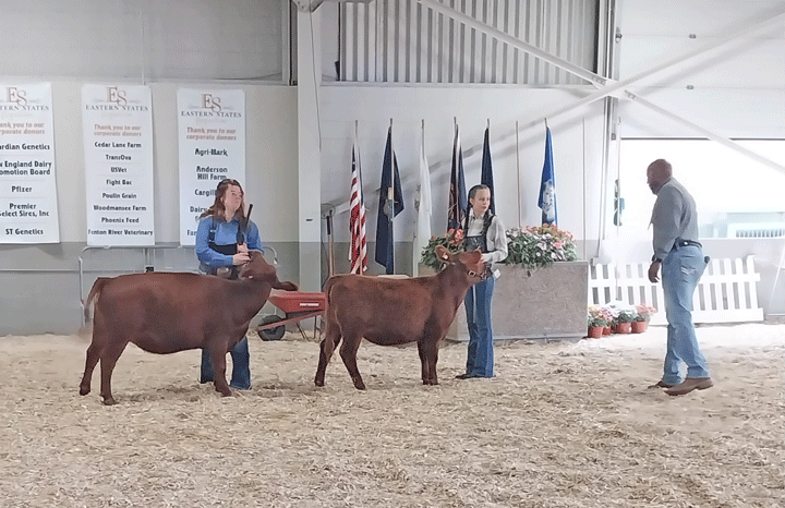 4-H Beef Heifer Show at the Big E
