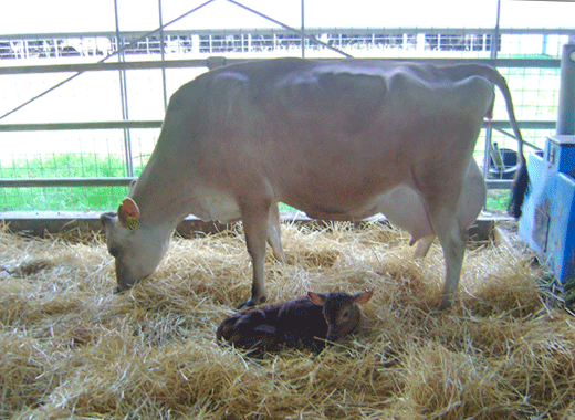 Avoiding calf mortality